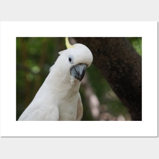 Cockatoo Drinking Posters and Art